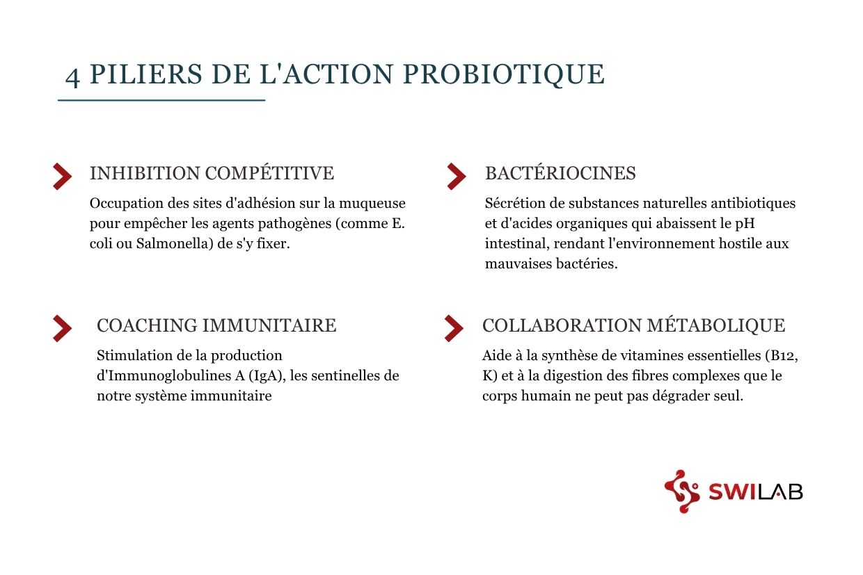 comment fonctionne un probiotique H2