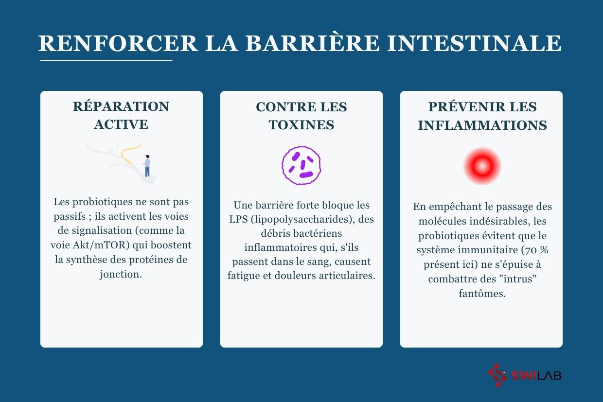 Quel est le rôle du probiotique dans le renforcement de la barrière intestinale H2